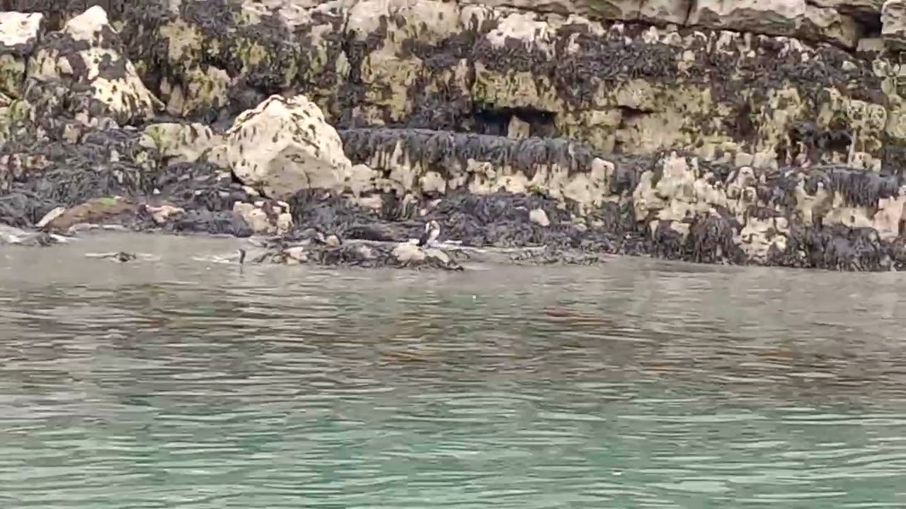 Seacoast Safari part seven 