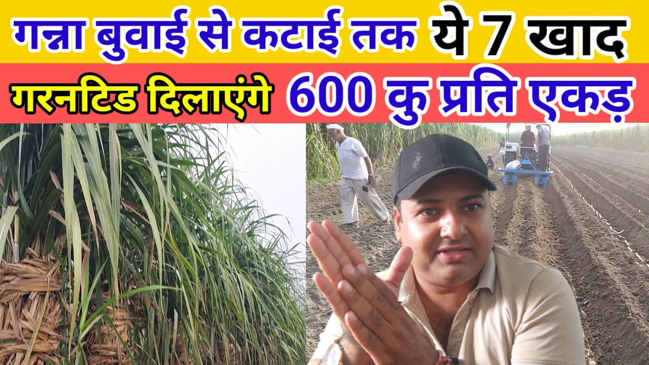 गन्ना बुवाई से चौथे पानी तक लगाओ ये 7 खाद 600 कुंटल एकड़ की गारंटी। ganna ki kheti