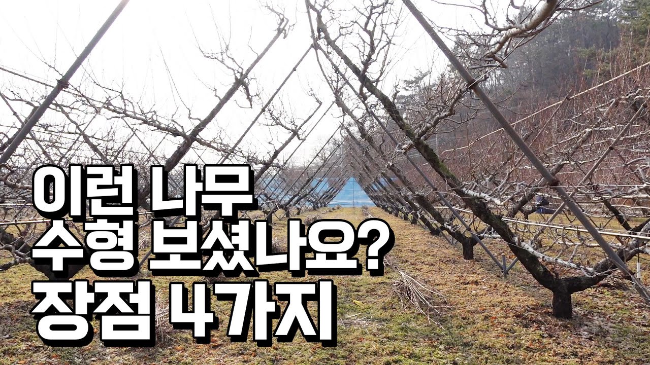 복숭아 마이스터가 쉽게 알려주는 유실수 전지 전정 노하우. Y자 수형의 장점 4가지