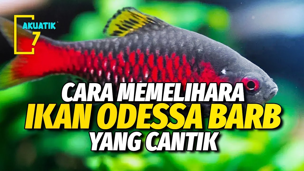 PANDUAN PERAWATAN IKAN ODESSA BARB | AKUATIK7