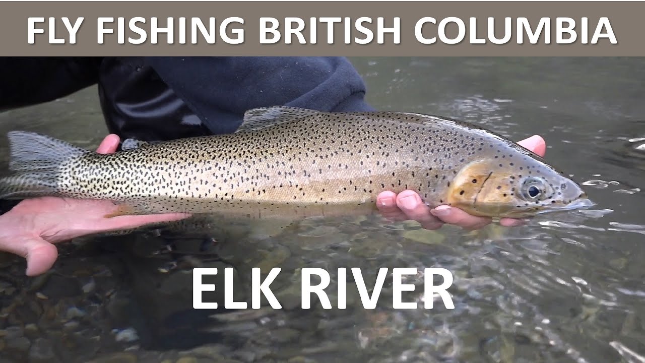 Fly Fishing British Columbia's Elk River in August [Episode #40]