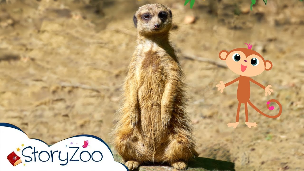 StoryZoo op avontuur in de Dierentuin 🦁 | Meerkat 🐒 | Educatieve video's voor kinderen
