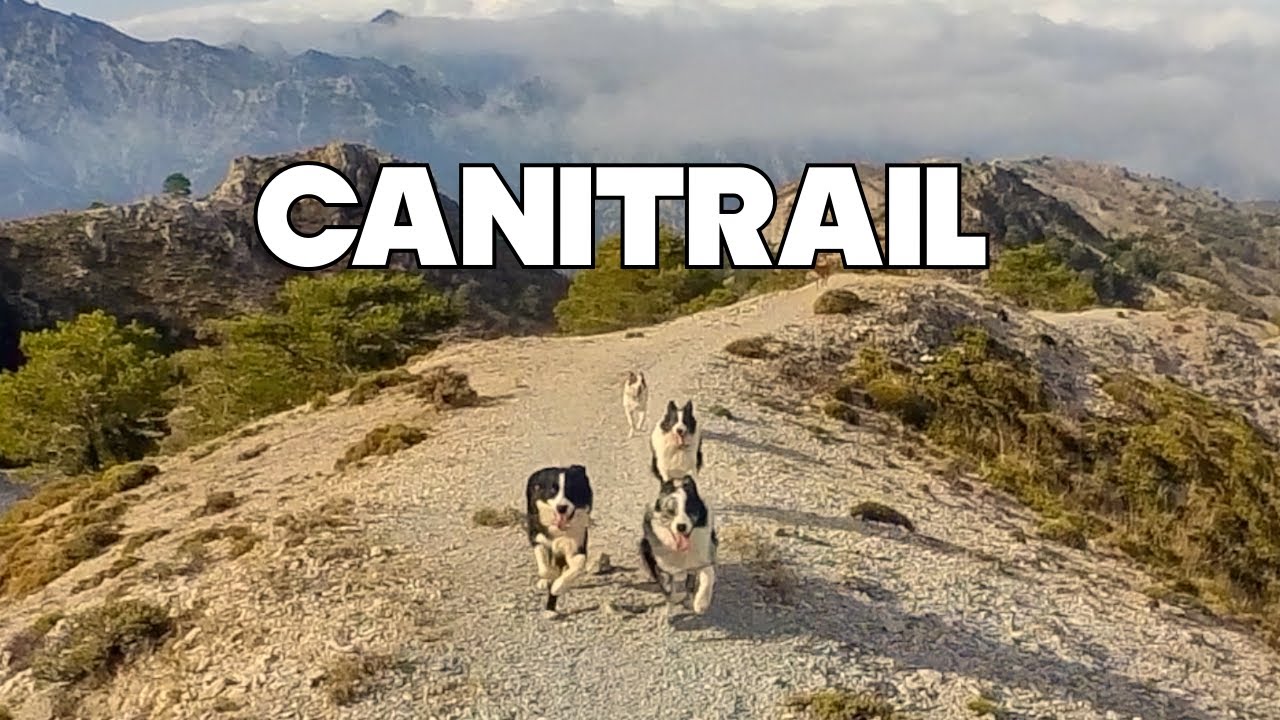 CANI TRAIL: - TRAIL RUNNING CON PERROS - CON ALHAMBRA MUSHING