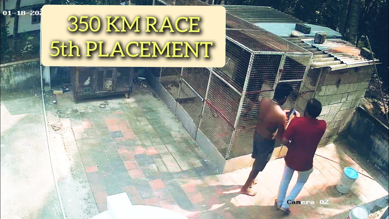 350 KM RACE| 5th PLACEMENT| 350 KM புறா பந்தயம் 
