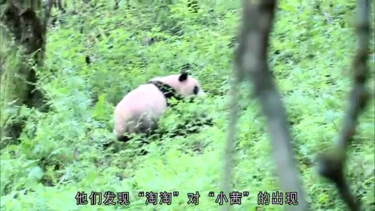 熊貓淘淘 (Tao Tao Panda)