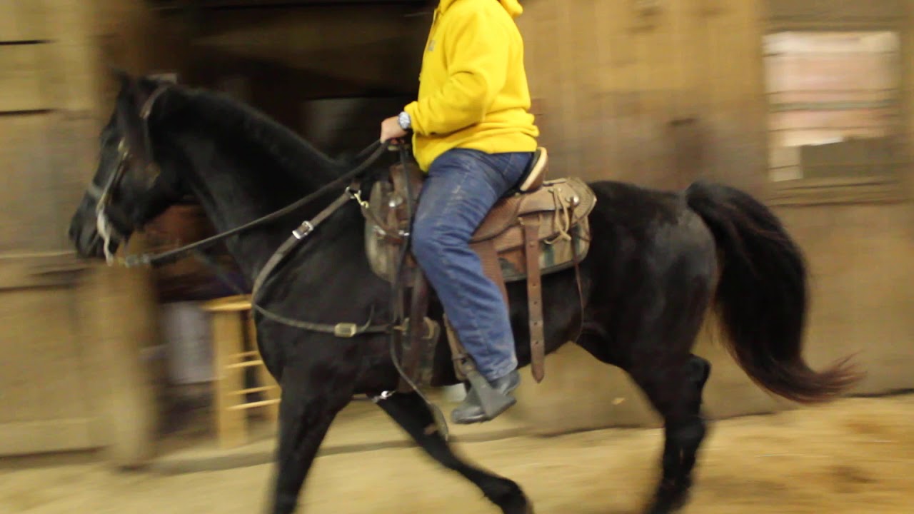 Zorro at McNatt Farms Broke Stylish Gelding