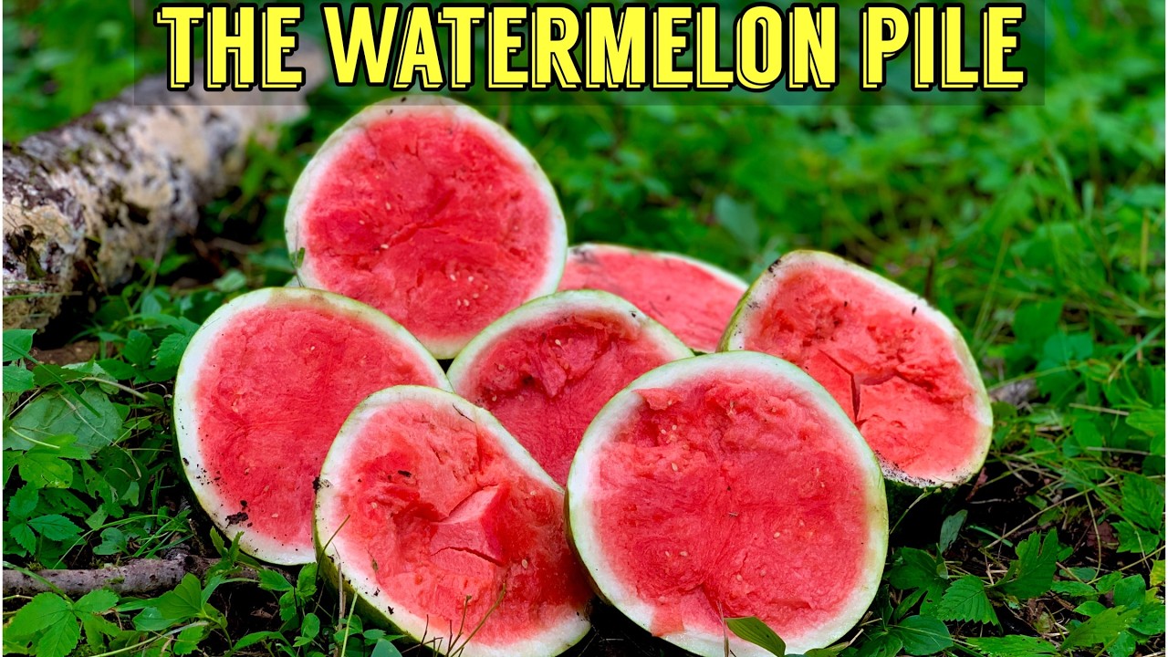 We Left a PILE OF WATERMELON in the Woods. Here's what happened! Trail Camera: The Watermelon Pile