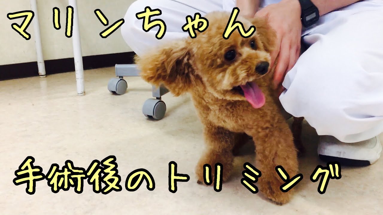 手術後のトリミング。大丈夫かな？［兵庫ペット医療センター トリミング 尼崎 犬動画　］Happy dog glooming