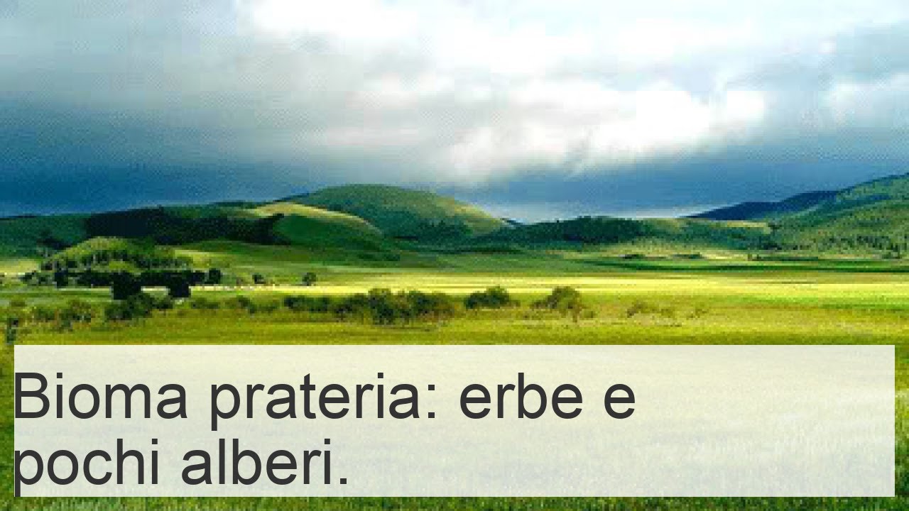 Bioma della prateria - molte erbe graminacee e pochi alberi
