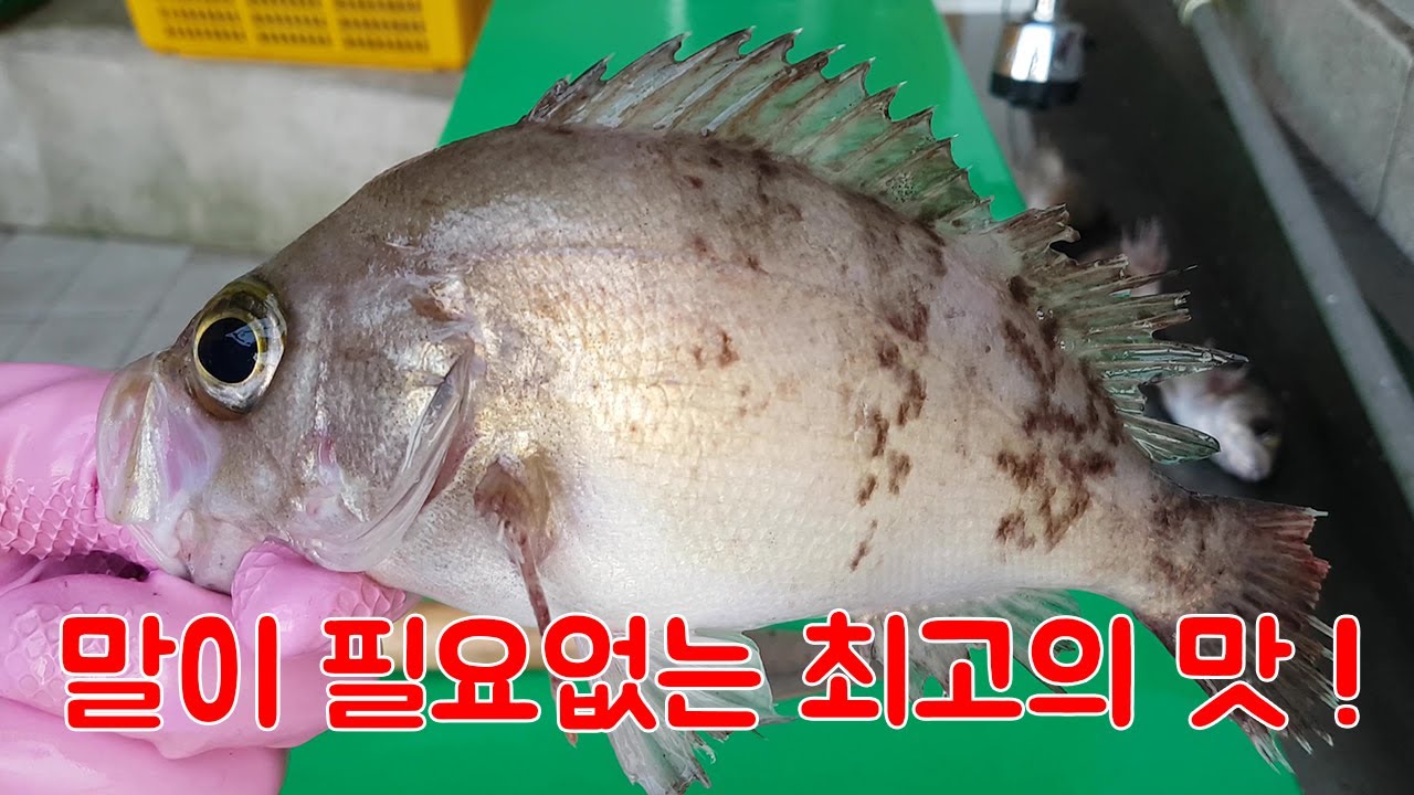 두말할 필요 없는 최고의 맛 !! 그리고 간단한 볼락 손질 방법!