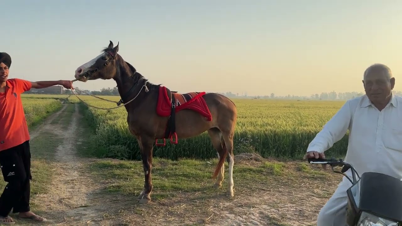 Ajj kiti Noor ta riding🐴#horse #viralvideo #horseriding #animals #studfarm 