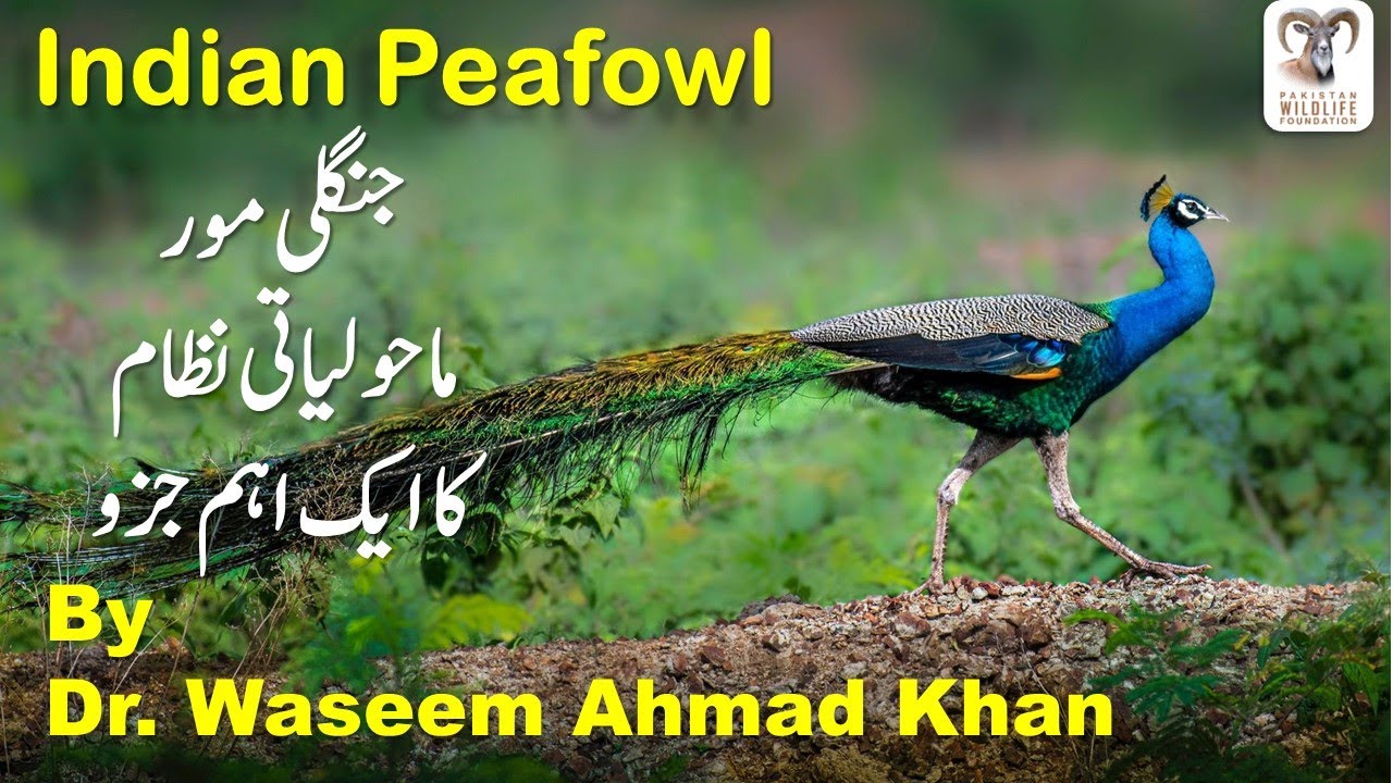 Indian Peafowl / Jangli Moor Tharparkar Ka Husn