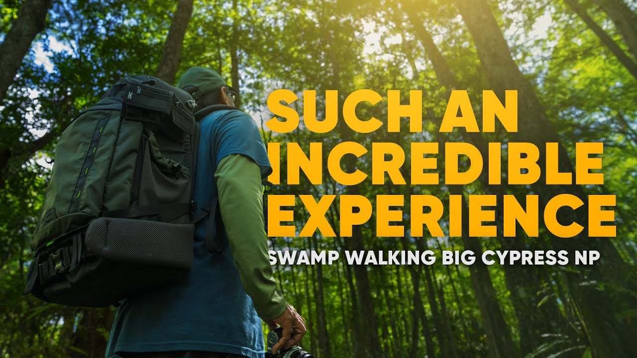Swamp Walking | Big Cypress National Preserve