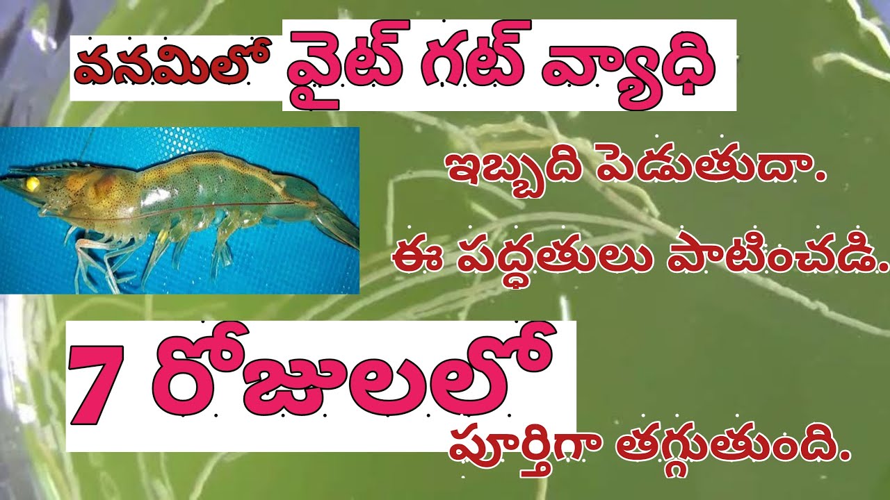 వేసవికాలంలో వైట్ గట్ వ్యాధి నివారణకు చర్యలు తీసుకోవాల్సిన జాగ్రత్తలు