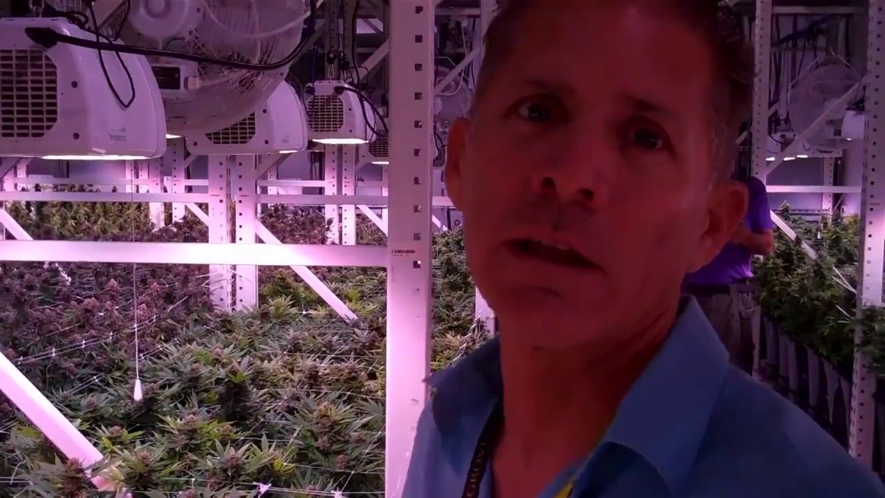 The Grove Las Vegas - Most Advanced Grow Room Ever?