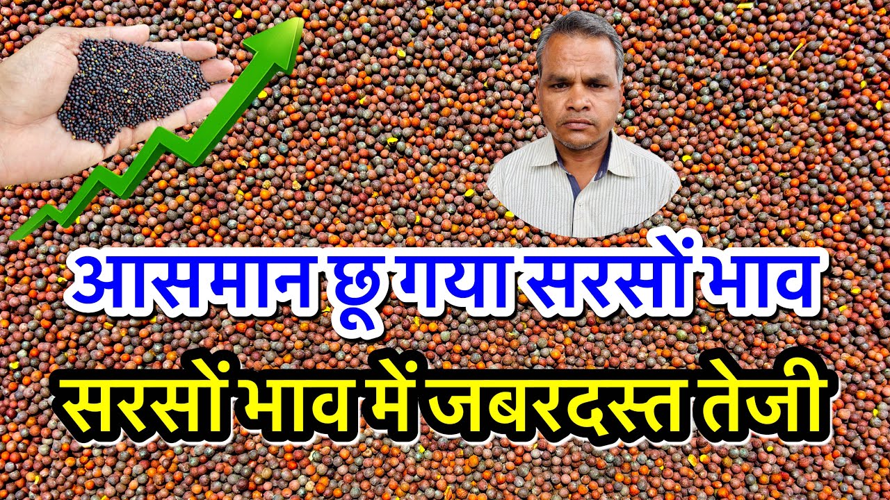 सरसों का ताजा भाव आज का अलवर मंडी! सरसों के भाव में आया जोरदार उछाल देखें भाव, Sarson Ka Bhav Today