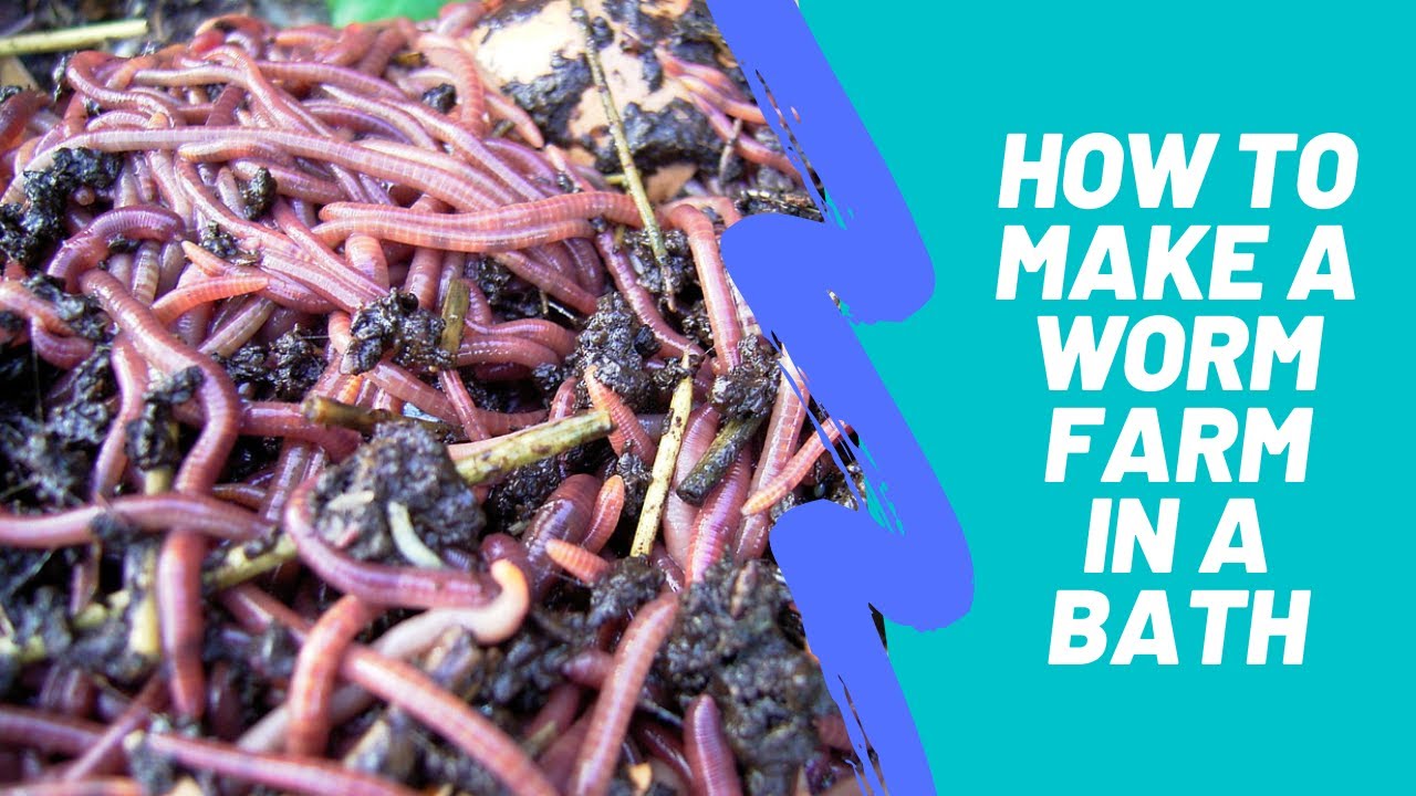How to make a worm farm in a recycled bath tub!