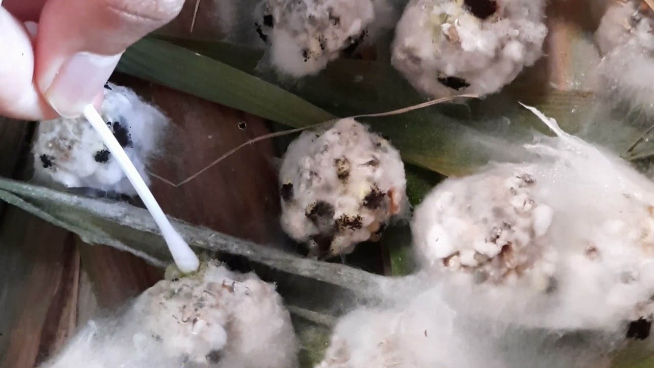 Pembuatan Pupuk Trichoderma dengan Media Nasi dan Daun Bambu