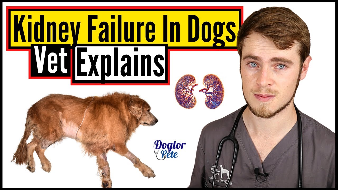 Почечная недостаточность у собак | Всё, что вам нужно знать | Ветеринар объясняет | Dogtor Pete