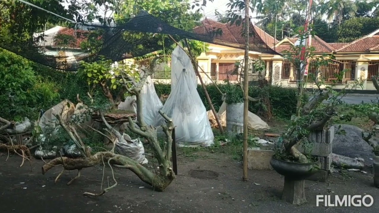 DONGKEL POHON SERUT SAMPAI PROSES PENANAMAN