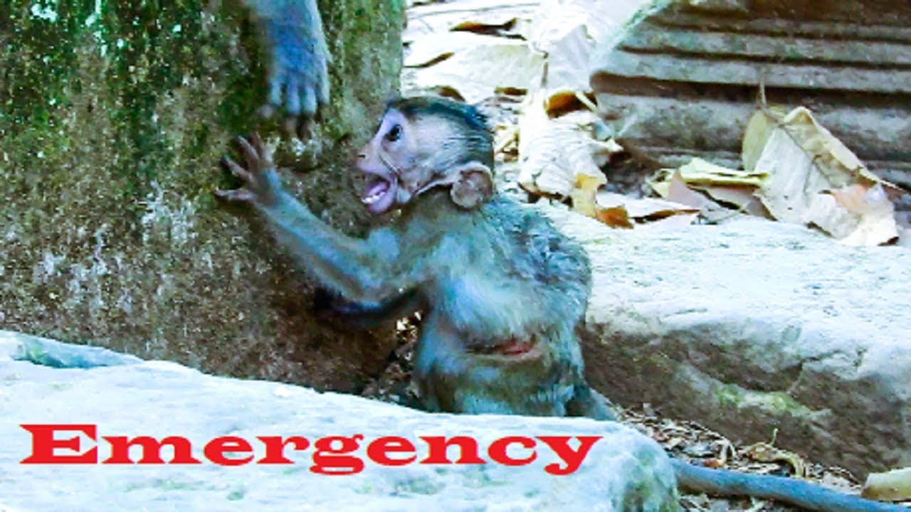 Emergency Call !! Janna drop down even painful, Baby screaming really loudly, Break my heart
