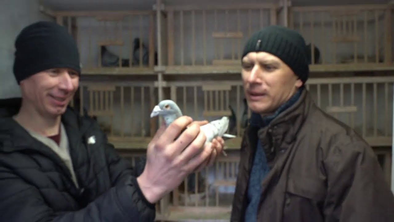 Andrzej i Piotr Pstrągowscy - 044 Ostrołęka | Hodowla odnosząca sukcesy w lotach Narodowych!