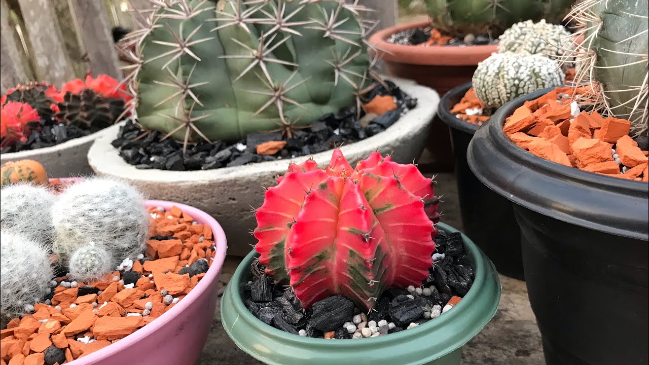 Desafio: Top 10 cactos “preferidos” da coleção .🥰🫠🌵🌵