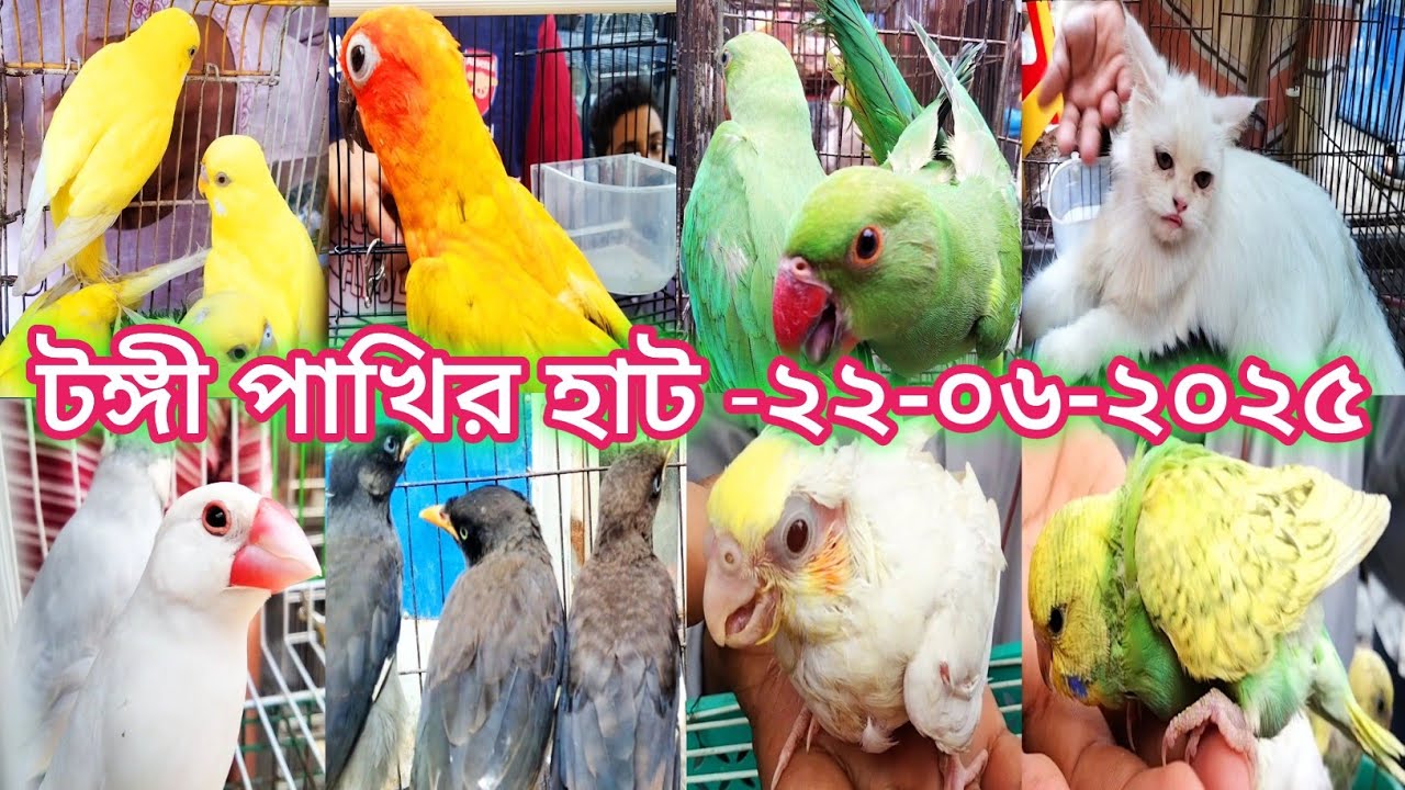 টঙ্গী পাখির হাট || টঙ্গী বাজার পাখির হাট || Bird marketin Bangladesh l Pakhir hat 2025 l Tongi hat