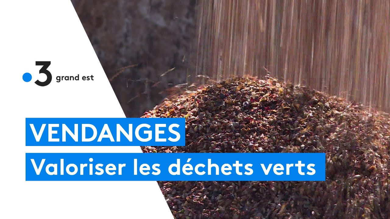 Vendanges : la seconde vie du raisin pressé