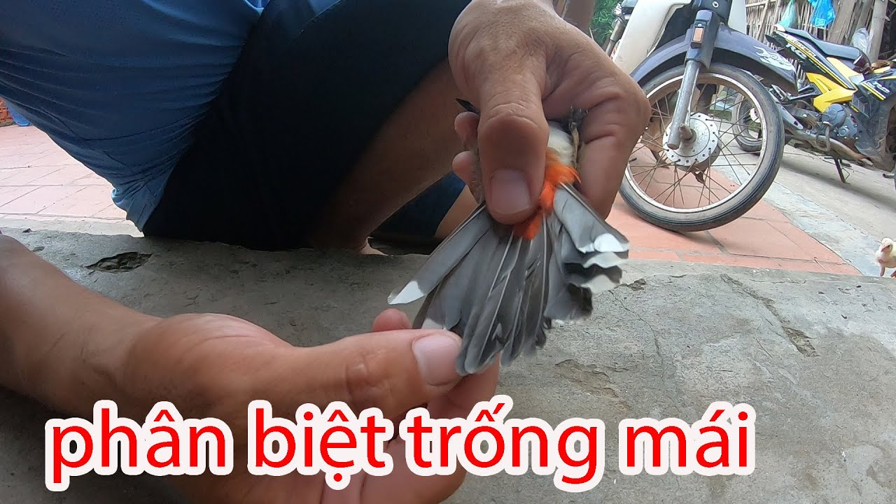 cách chọn chim chào mào TRỐNG MÁI cho anh em mới chơi