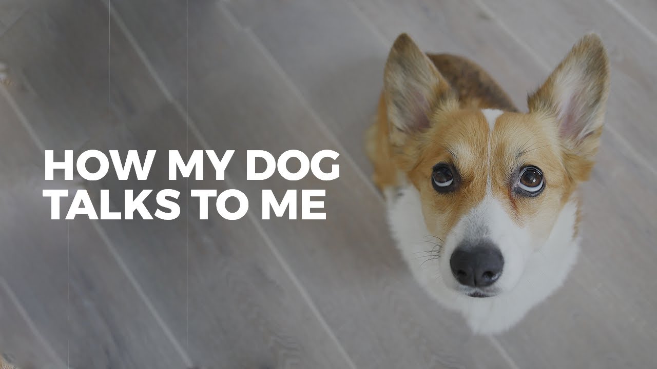 DISAPPROVING CORGI COMPLAINS | How my dog talks to me