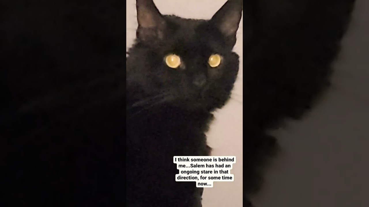 Angels and Spirit guides amongst us... #angels #spiritual #spiritguides #blackcats #energy #tarot