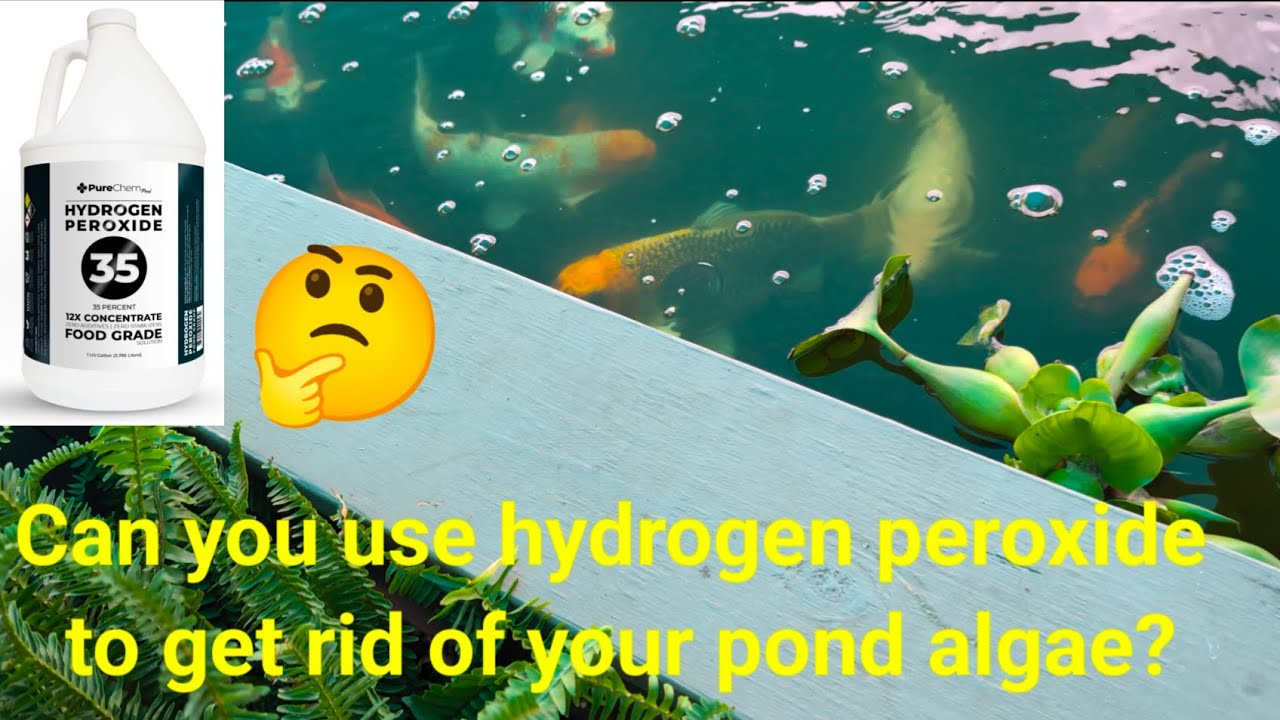 Will Hydrogen Peroxide kill pond algae????