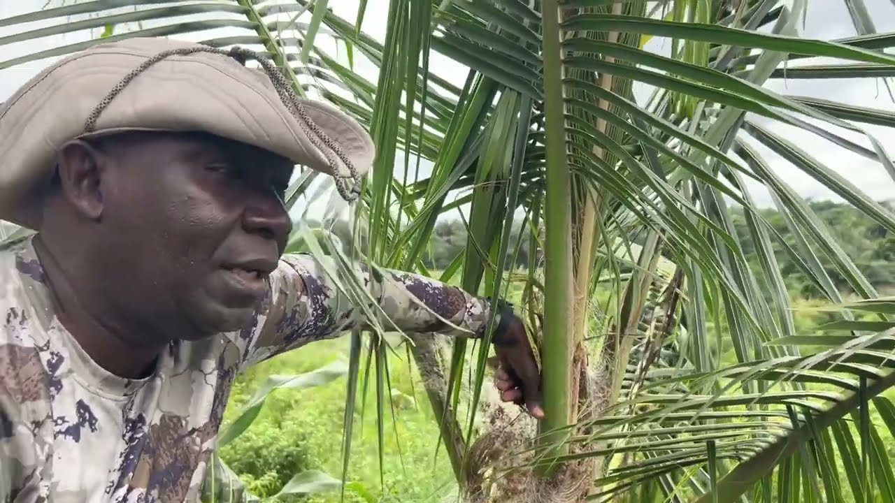 US to Ghana, Arriving at our 50 Acre Farm ￼