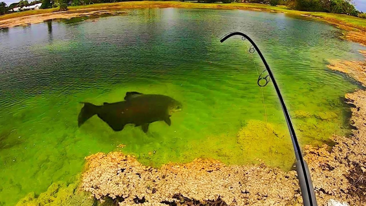 RARE MONSTER FISH in CRYSTAL CLEAR POND!!! (INSANE)