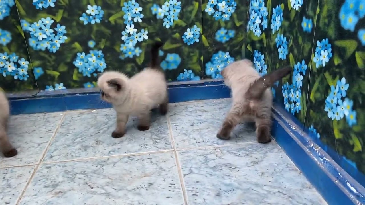 #sealpoint #exoticshorthair #colorpoint