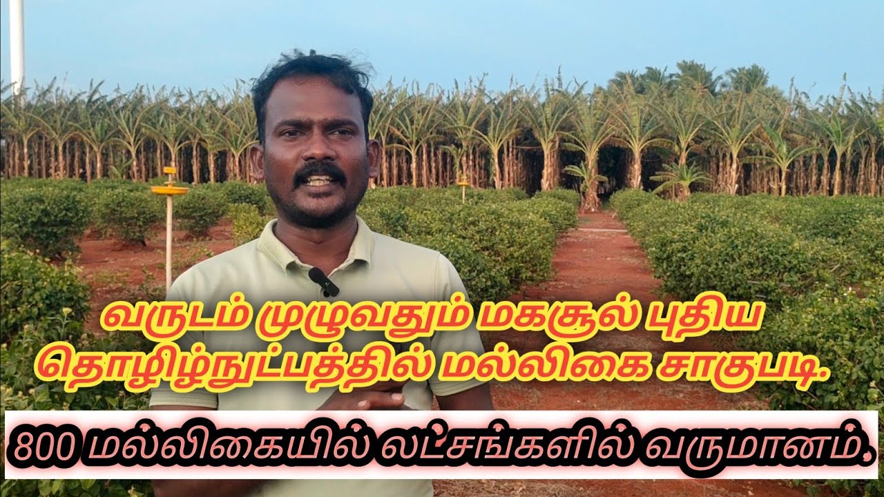 💫வருடம் முழுவதும் மகசூல் கொடுக்கும் மல்லிகைப்பூ சாகுபடி புது தொழில்நுட்பத்தில் #jasmine #flowers 💢