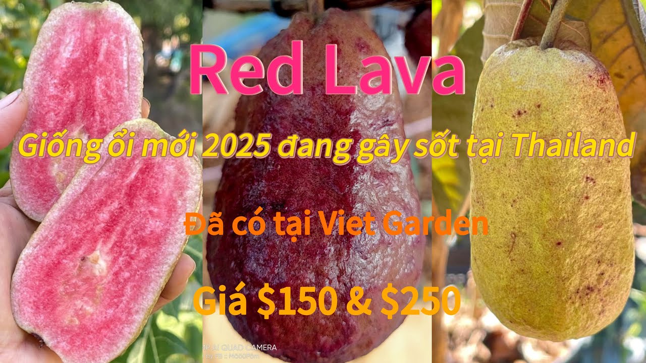 Vlog#117: Red Lava- Giống ổi đỏ mới 2025- hứa hẹn tạo nên cơn sốt yêu thích tại các nước nông nghiệp