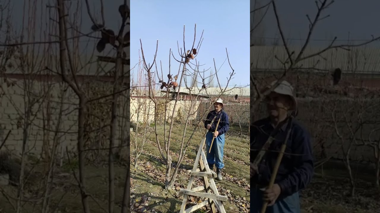 Мавали дарахтларга шакл бериш.Бехи, бодом.