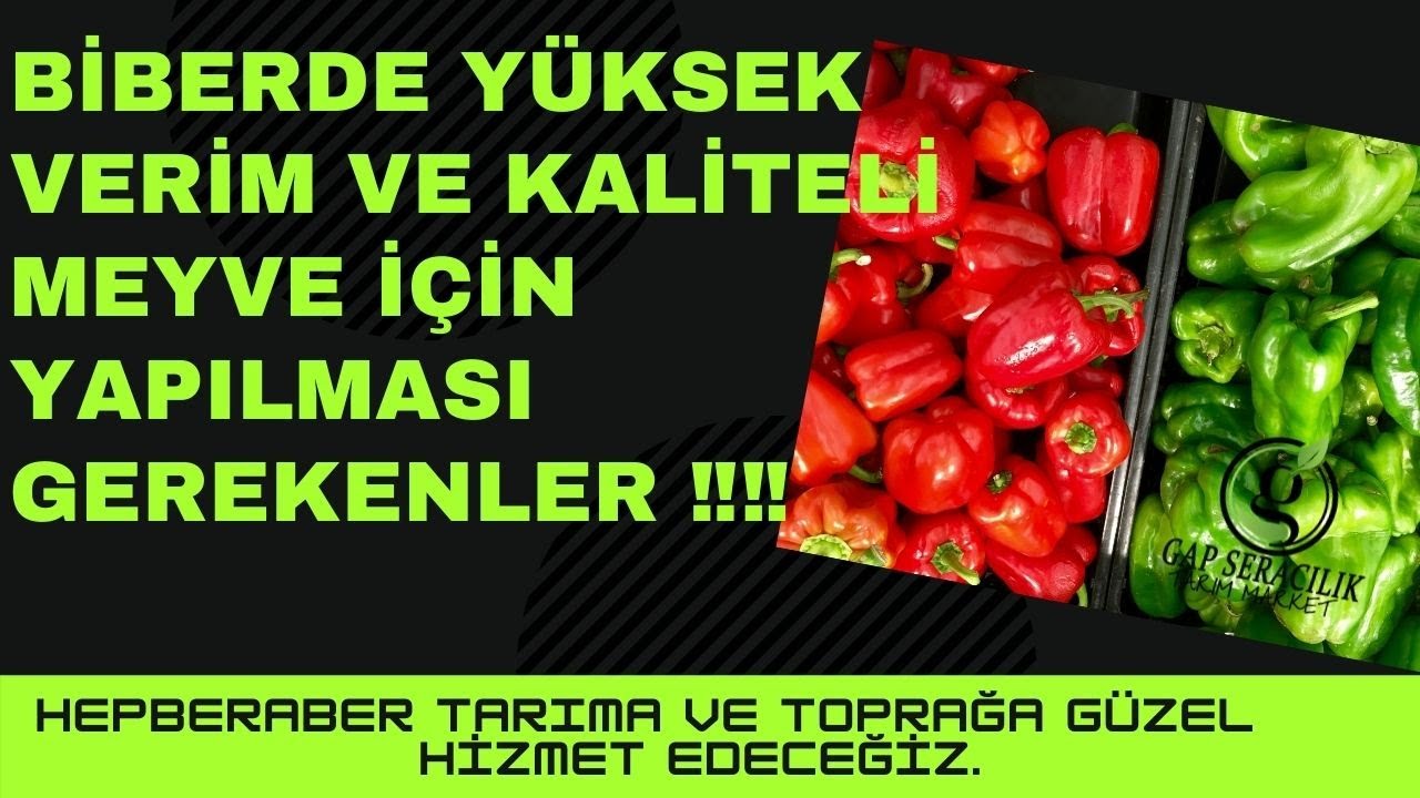 Biberde YÜKSEK VERİM ve KALİTELİ MEYVE için Yapılması Gerekenler ‼‼ (Bölüm-2) 