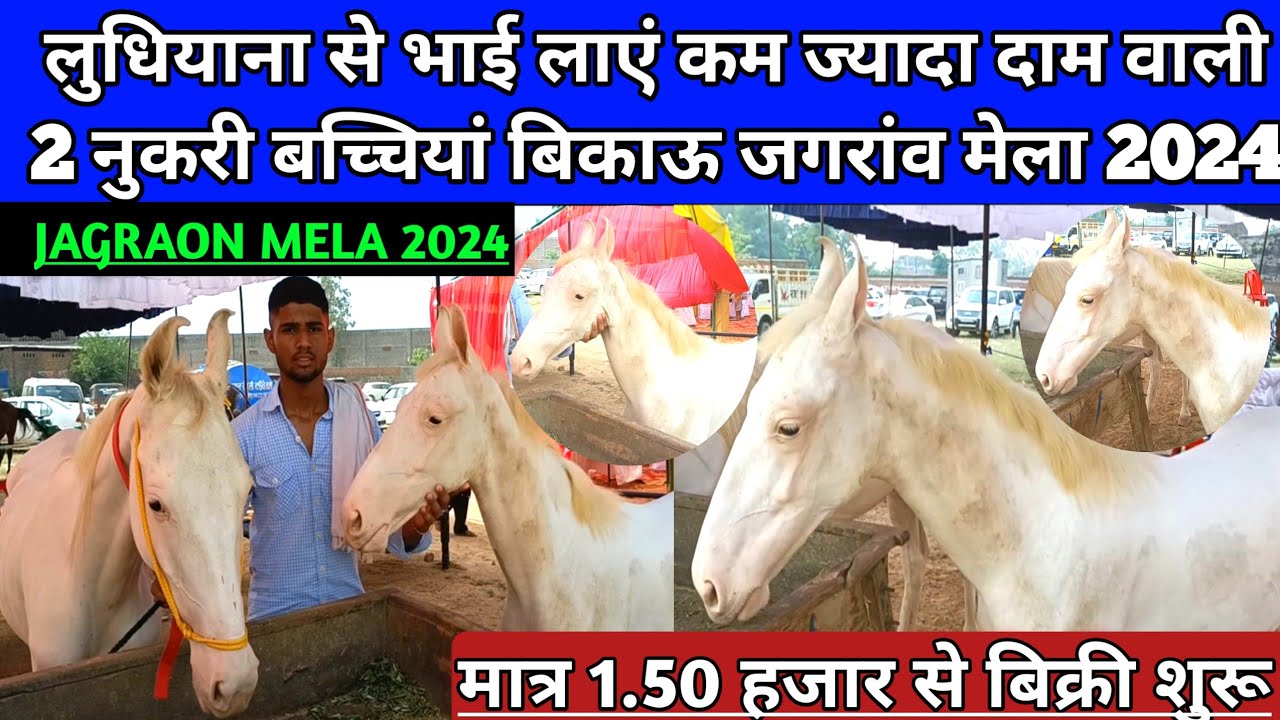 लुधियाना से भाई लाएं कम दाम 1.50 हजार से बिक्री शुरू वाली 2 नुकरी बच्ची बिकाऊ। Jagraon horse Mela।