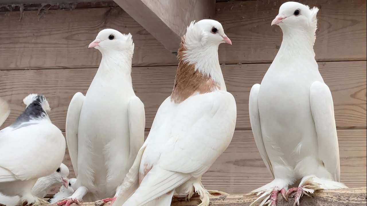 ЛЕНИНАКАНСКИЕ ГОЛУБИ. ПИТОМНИК МАРКА
