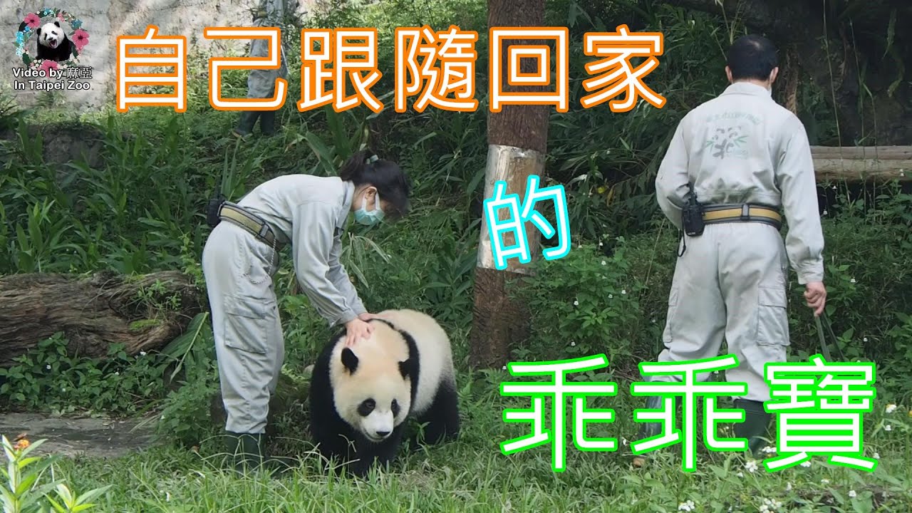 2021106 治叔敲樹喚圓寶回家吹冷氣，自主性收貓追治叔系列 The Giant Panda Yuan Bao