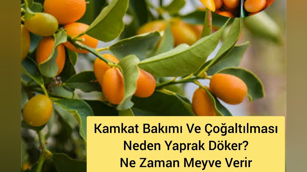Kumkuat Bakımı &Ccedil;oğaltılması. Neden Yaprak D&ouml;ker.Saksı ve Sulaması Nasıl Olmalı. Ne zaman Meyve Verir