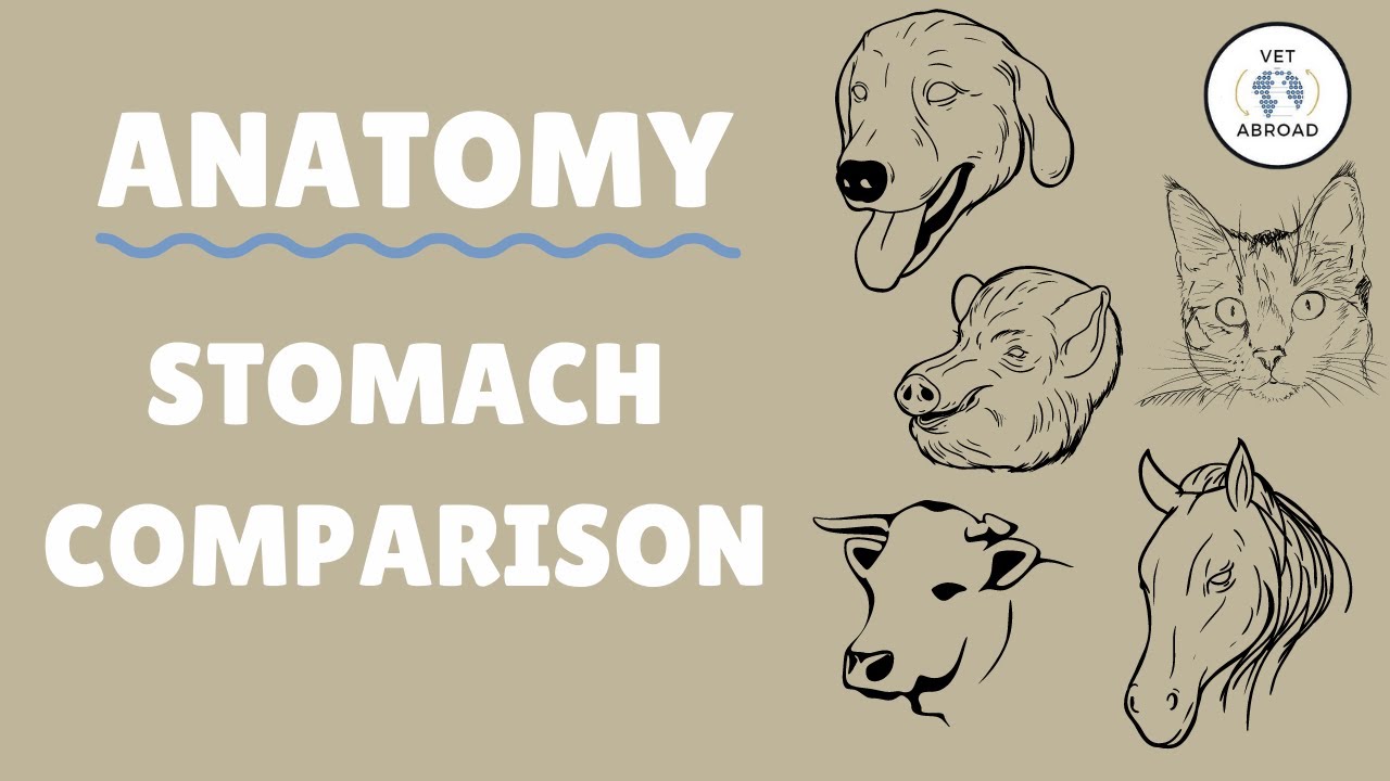 Stomach Comparison of Domestic Mammals | Anatomy of Cats, Dogs, Pigs, Horses, and Ruminants