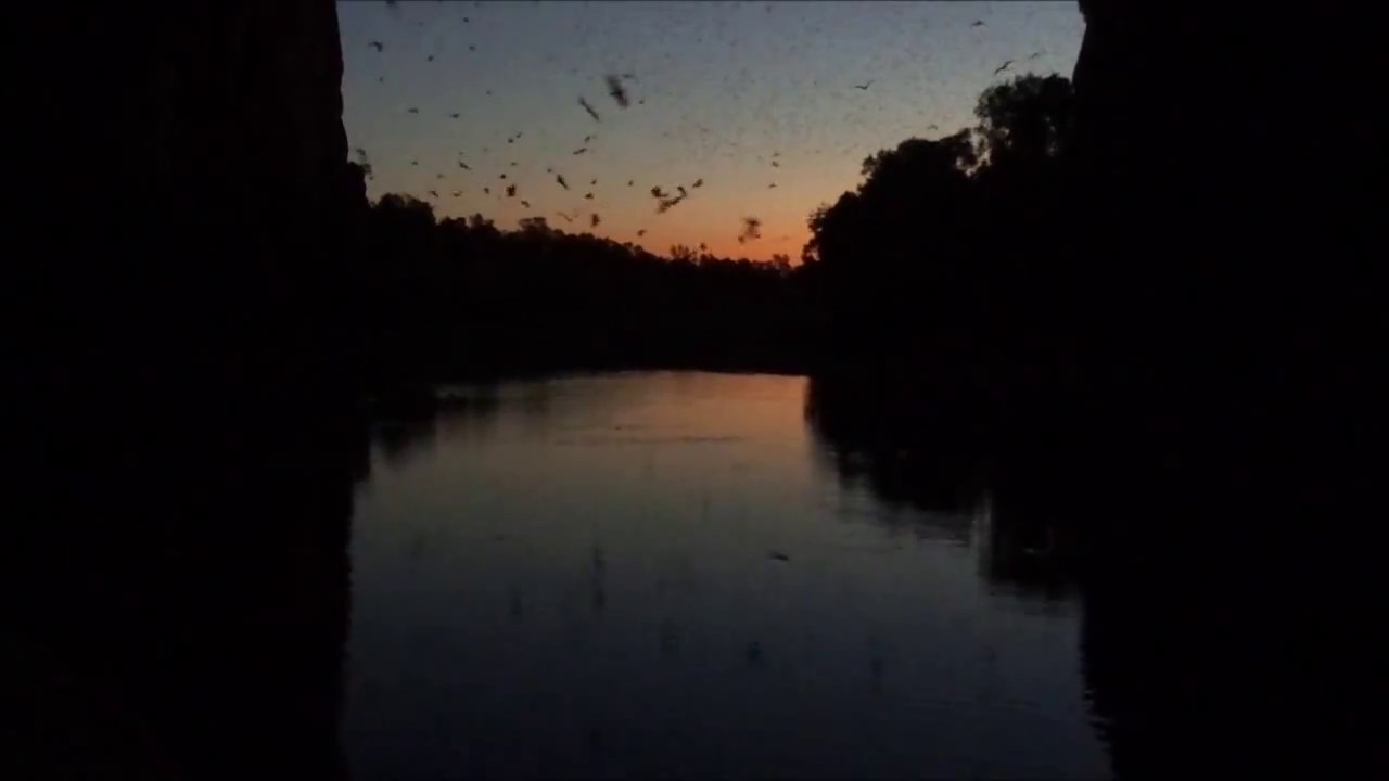 Flying Foxes at Windjana Gorge