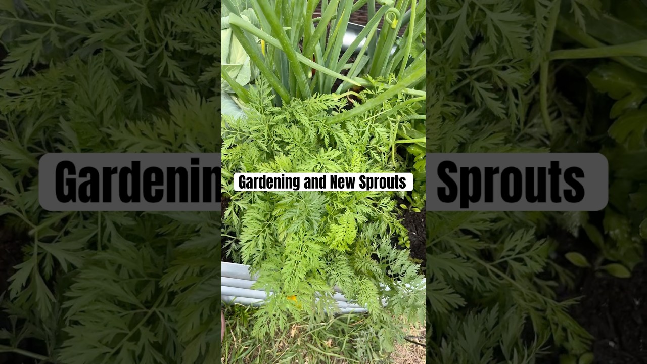 Garden soil and sprouts