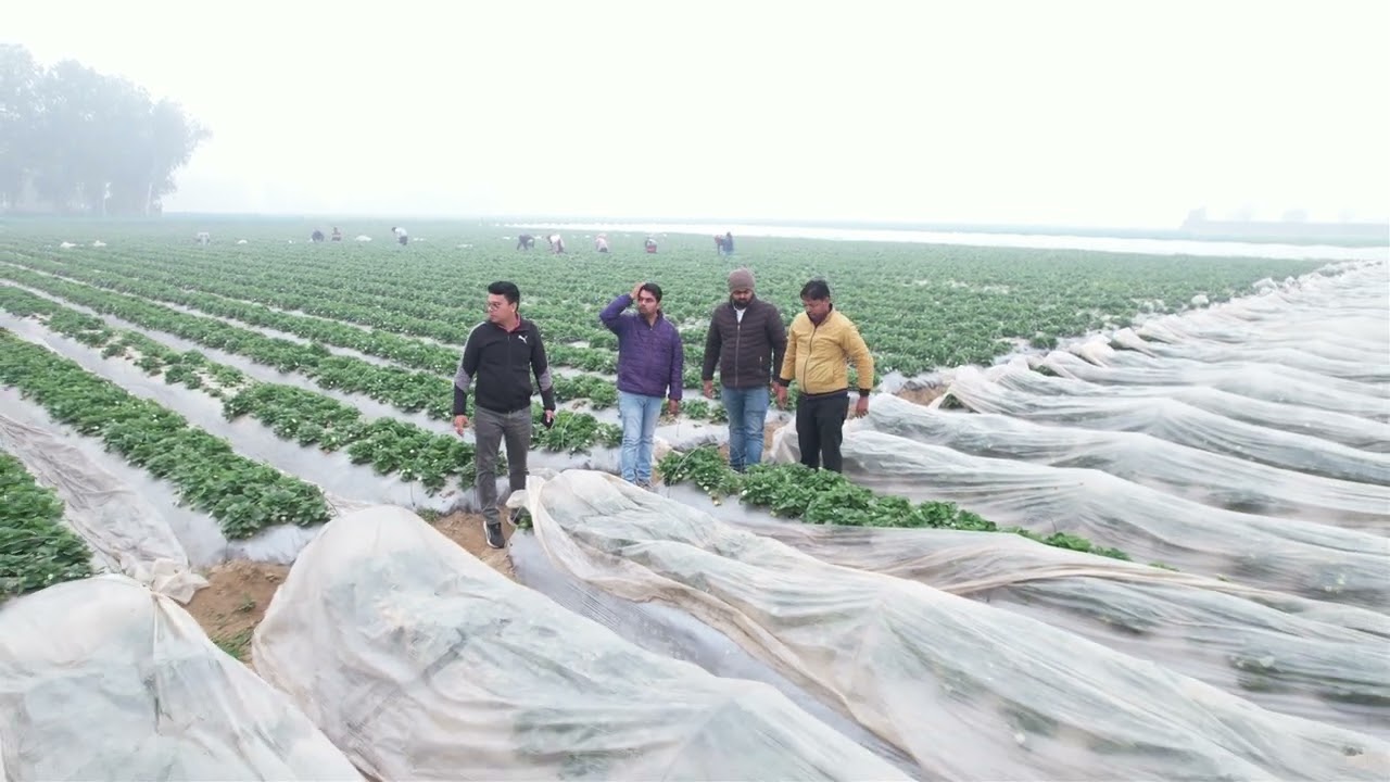जनपद सम्भल में मलचिंग औऱ ड्रिप इरीगेशन  के साथ स्ट्रॉबेरी की खेती 