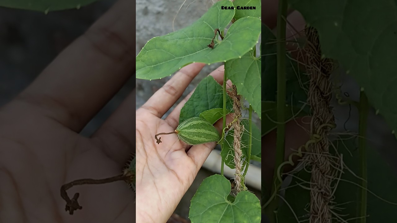 growing pointed gourd on terrace garden | pointed gourd | #shorts #pointedgourd #garden #viral