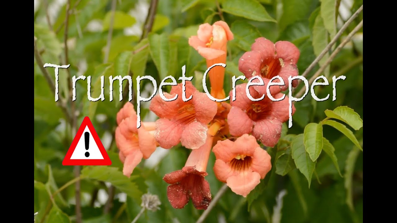 Trumpet Creeper: Cautions